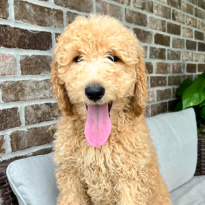 Poodle Puppy Rugar