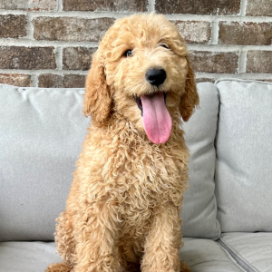 Poodle Puppy Rugar