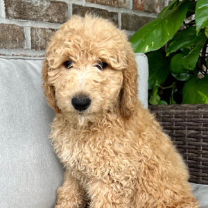 Poodle Puppy Rugar