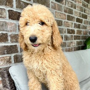 Poodle Puppy Rugar
