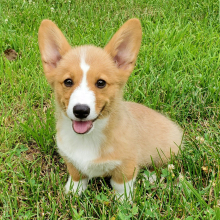 Pembroke Welsh Corgi Puppy Chase