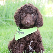 Labradoodle Puppy Scarlett