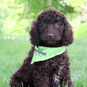 Labradoodle Puppy Scarlett