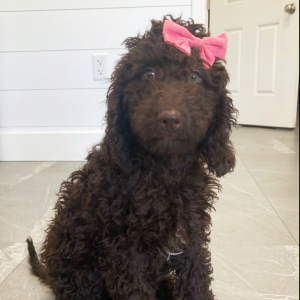 Labradoodle Puppy Scarlett