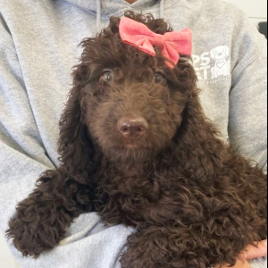 Labradoodle Puppy Scarlett