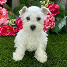 Miniature Schnauzer Puppy Saige