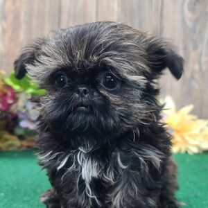 Shih Tzu Puppy Timmy