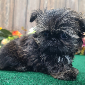 Shih Tzu Puppy Timmy