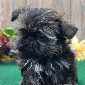 Shih Tzu Puppy Timmy
