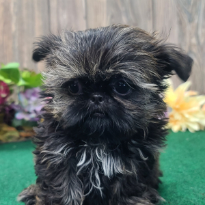 Shih Tzu Puppy Timmy