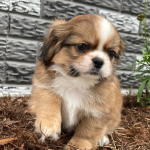 Shih Tzu Puppy Davey