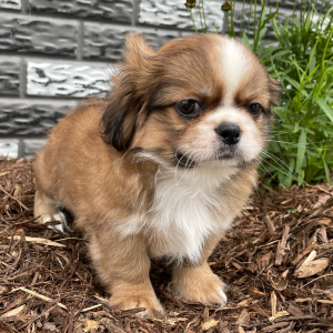 Shih Tzu Puppy Davey