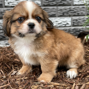 Shih Tzu Puppy Davey