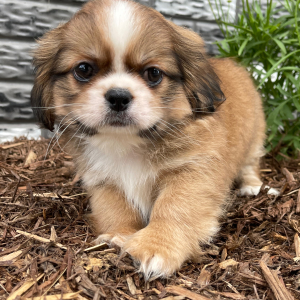 Shih Tzu Puppy Davey