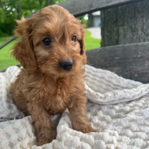 Cavapoo Puppy Jace