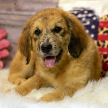 Aussiedoodle Puppy Sarah