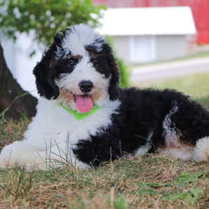 Bernedoodle Puppy Harley