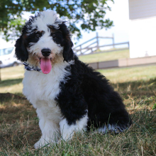 Bernedoodle Puppy Harley