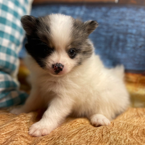 Pomeranian Puppy Chesney