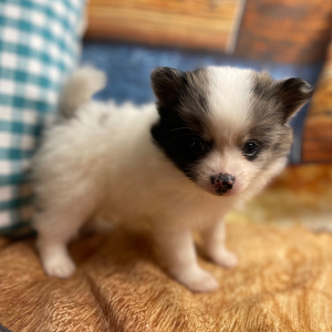Pomeranian Puppy Chesney