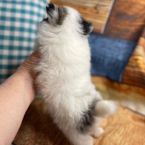 Pomeranian Puppy Chesney