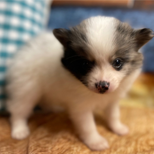 Pomeranian Puppy Chesney