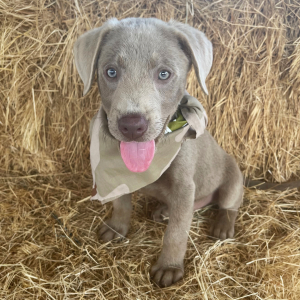Labrador Retriever Puppy Creede