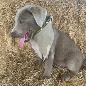 Labrador Retriever Puppy Creede