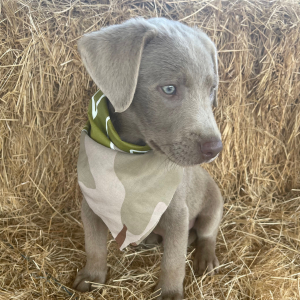 Labrador Retriever Puppy Creede