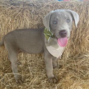 Labrador Retriever Puppy Creede
