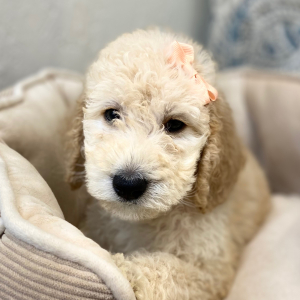 Labradoodle Puppy Rihanna