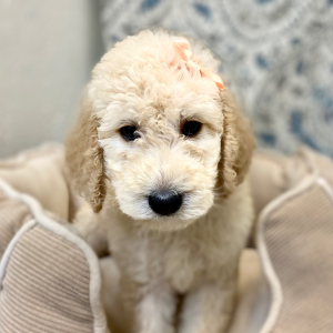 Labradoodle Puppy Rihanna