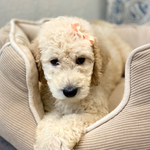 Labradoodle Puppy Rihanna