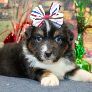 Australian Shepherd Puppy Darcy