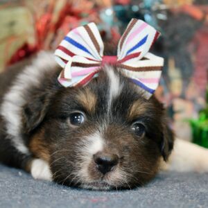 Australian Shepherd Puppy Darcy