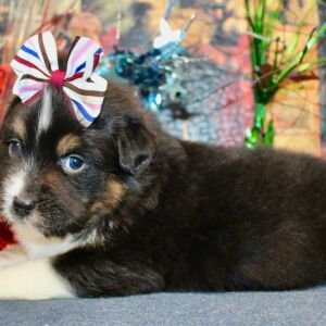 Australian Shepherd Puppy Darcy