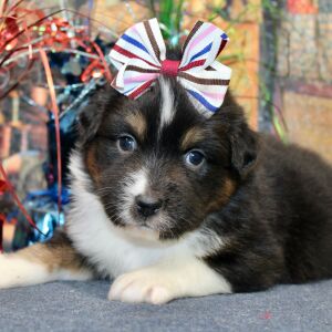 Australian Shepherd Puppy Darcy