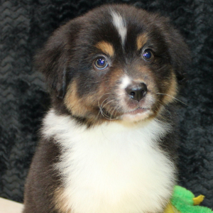 Australian Shepherd Puppy Darcy