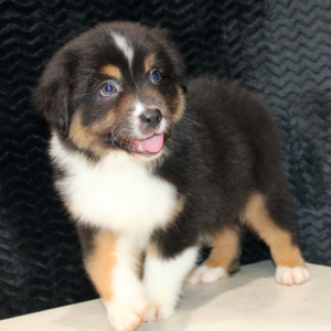 Australian Shepherd Puppy Darcy