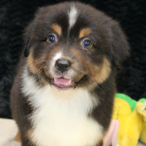 Australian Shepherd Puppy Darcy