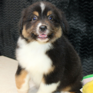 Australian Shepherd Puppy Darcy