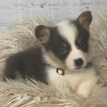 Pembroke Welsh Corgi Puppy Bailey