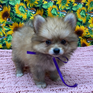 Pomeranian Puppy Betsy