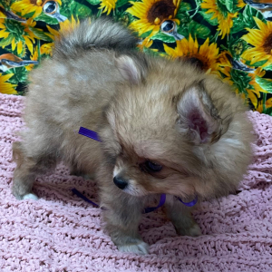 Pomeranian Puppy Betsy