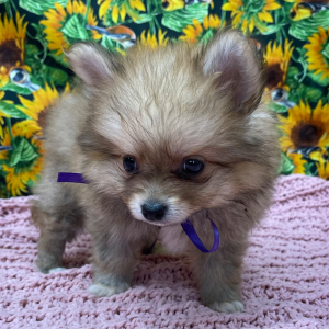 Pomeranian Puppy Betsy