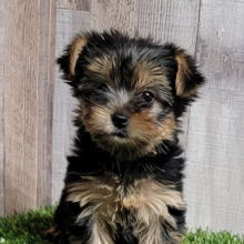 Yorkshire Terrier Puppy Bubbles