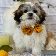 Shih Tzu Puppy Morton