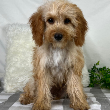 Cavapoo Puppy Lanita