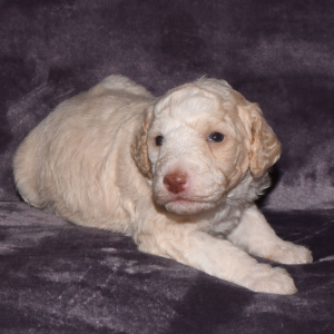 Aussiedoodle Puppy Destin