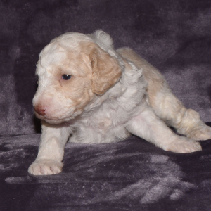 Aussiedoodle Puppy Destin